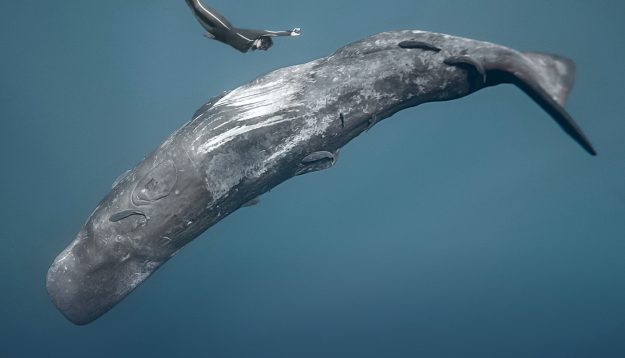 Ocean Film Festival
